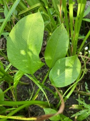 Sagittaria rigida