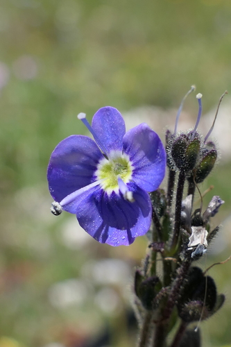 Gentian Speedwell