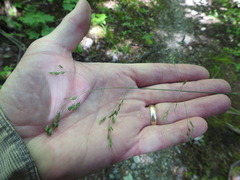 Poa saltuensis saltuensis