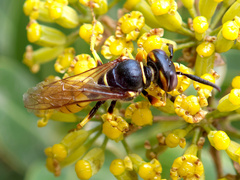 Philanthus triangulum