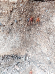 Pachyloides thorellii