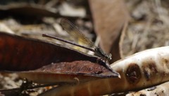 Argia sedula