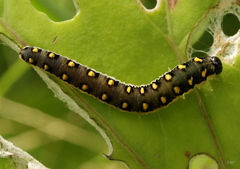 Tenthredo mandibularis