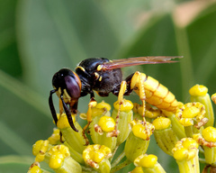 Philanthus triangulum
