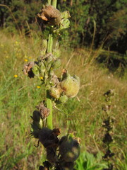 Asphondylia verbasci