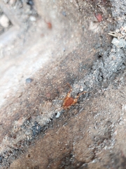 Pachyloides thorellii