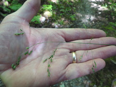 Poa saltuensis saltuensis
