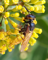 Philanthus triangulum