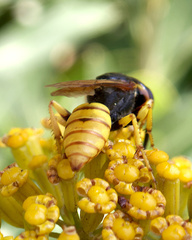 Philanthus triangulum