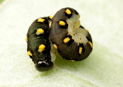 Tenthredo mandibularis