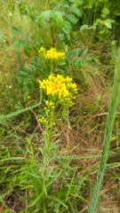 Solidago nitida
