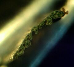 Deschampsia cespitosa cespitosa