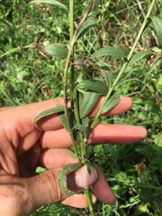 Plectocephalus americanus