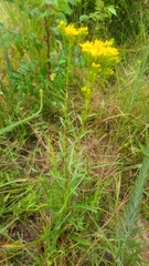 Solidago nitida