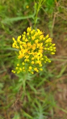 Solidago nitida