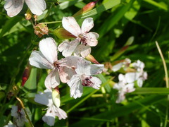 Microbotryum saponariae