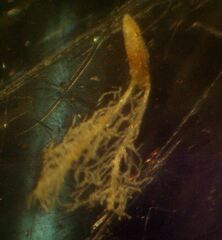 Deschampsia cespitosa cespitosa