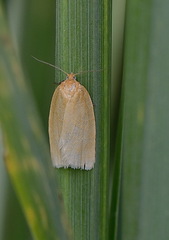 Aphelia viburnana