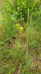 Solidago nitida