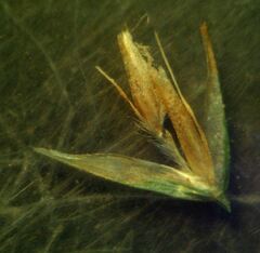 Deschampsia cespitosa cespitosa