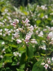 Apocynum × floribundum