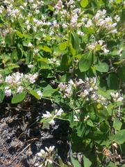 Apocynum × floribundum