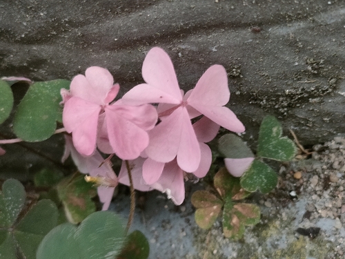 Oxalis corniculata iNat (2)