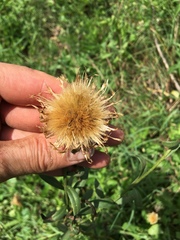 Plectocephalus americanus