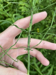 Equisetum arvense image