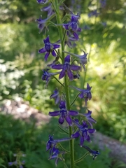 Delphinium × occidentale