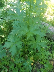 Delphinium × occidentale
