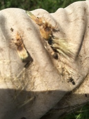 Plectocephalus americanus