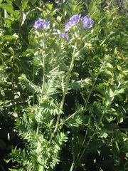 Polemonium foliosissimum