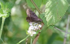 Pellicia arina