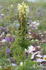 Pedicularis comosa
