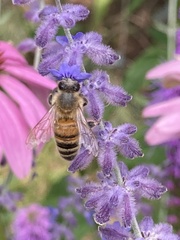 Apis mellifera