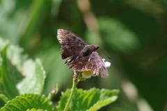 Pellicia arina