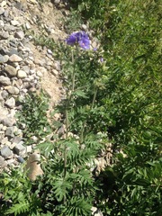 Polemonium foliosissimum