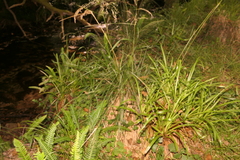 Deschampsia cespitosa cespitosa