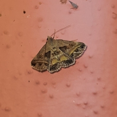 Acantholipes