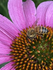 Apis mellifera