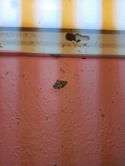 Acantholipes