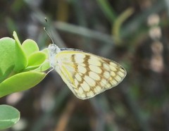 Colotis vesta mutans