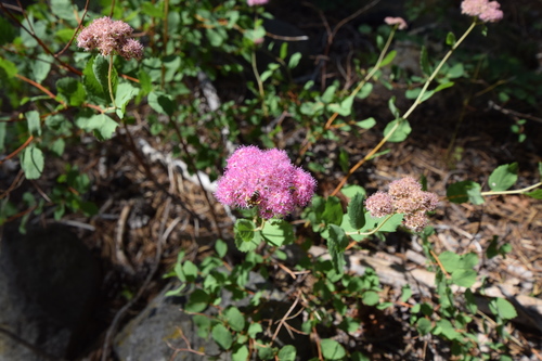 iNaturalist observation photo of Mining Bees