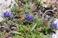 Jasione supina