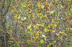 Crataegus macrosperma