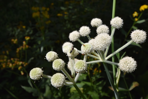 iNaturalist observation photo of False Flower Beetle