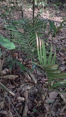Zamia lacandona