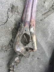 Pelecanidae