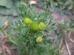 Matricaria discoidea